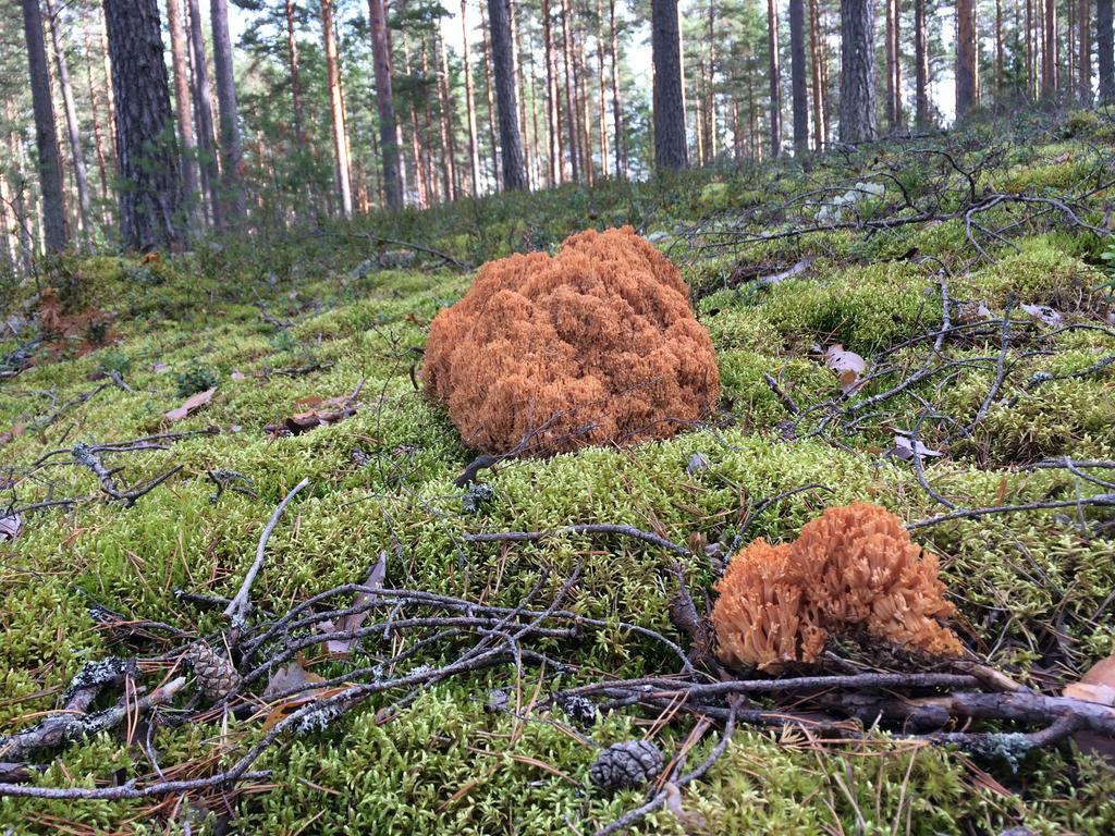 Lakehouse Saimaa B&B Taipalsaari Екстер'єр фото